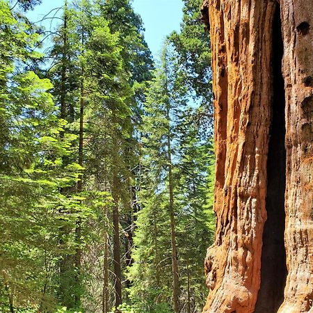 Redwood Retreat, Mountains, Adventure And Nature Ponderosa Exteriör bild
