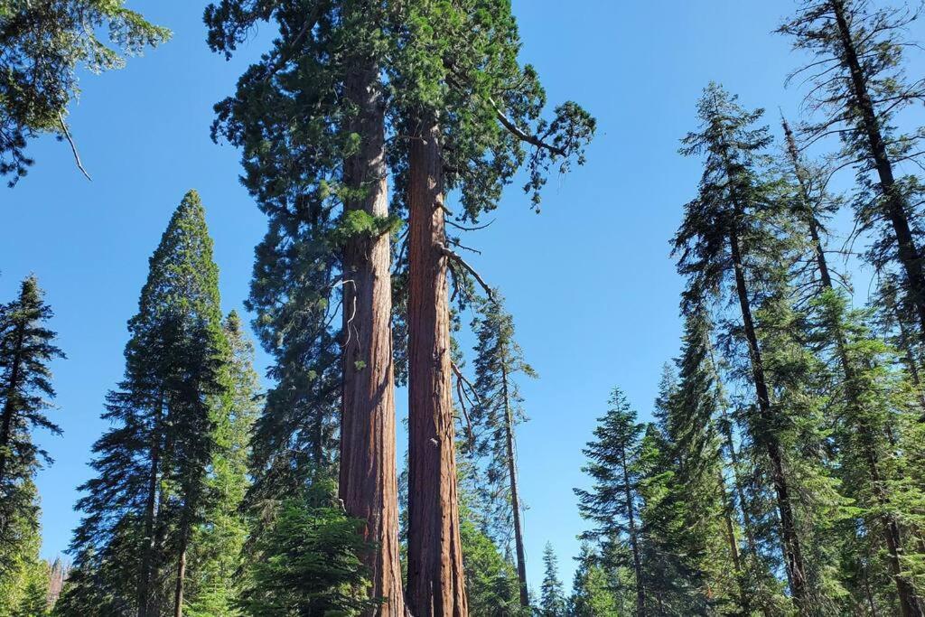 Redwood Retreat, Mountains, Adventure And Nature Ponderosa Exteriör bild