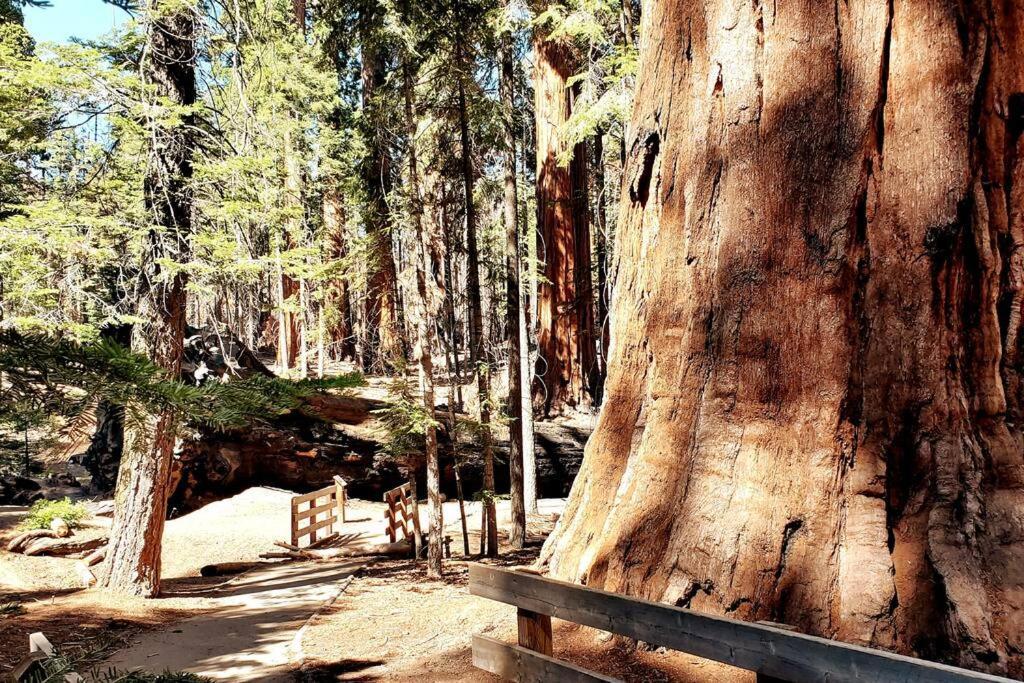 Redwood Retreat, Mountains, Adventure And Nature Ponderosa Exteriör bild
