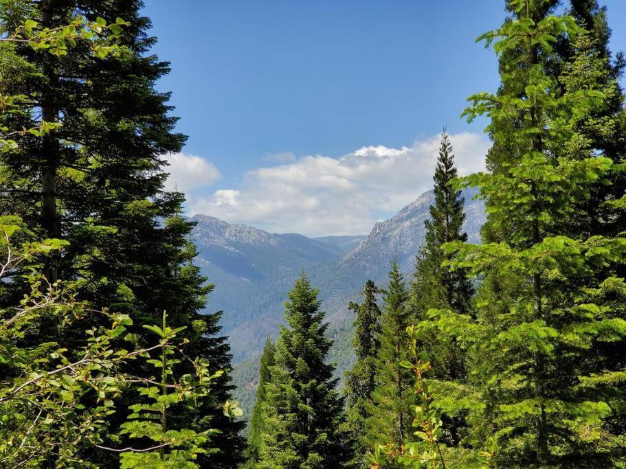 Redwood Retreat, Mountains, Adventure And Nature Ponderosa Exteriör bild