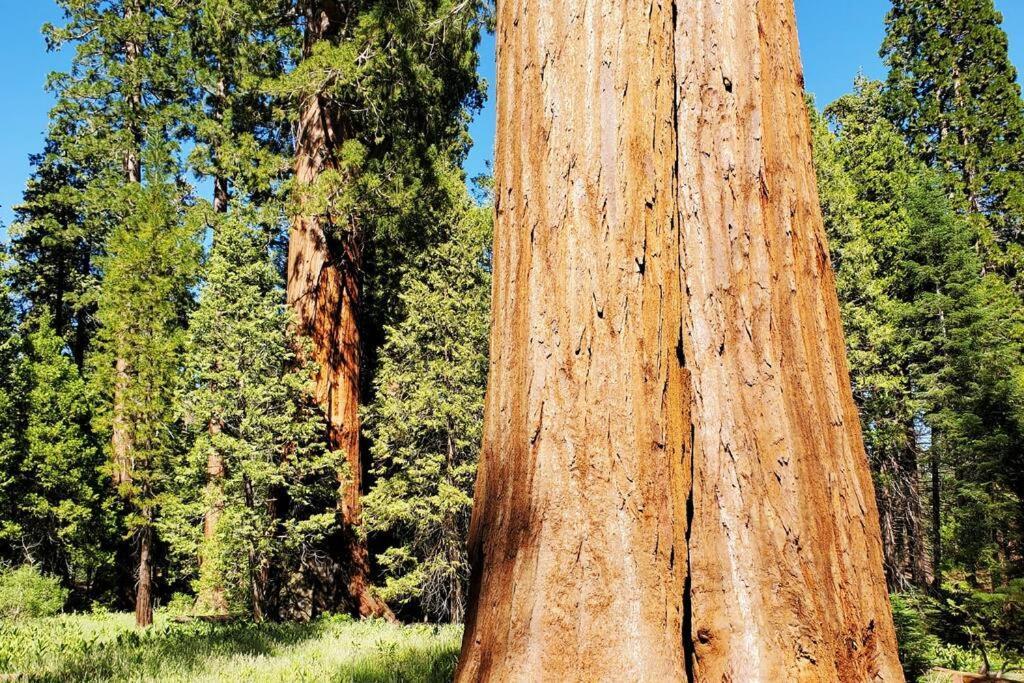 Redwood Retreat, Mountains, Adventure And Nature Ponderosa Exteriör bild