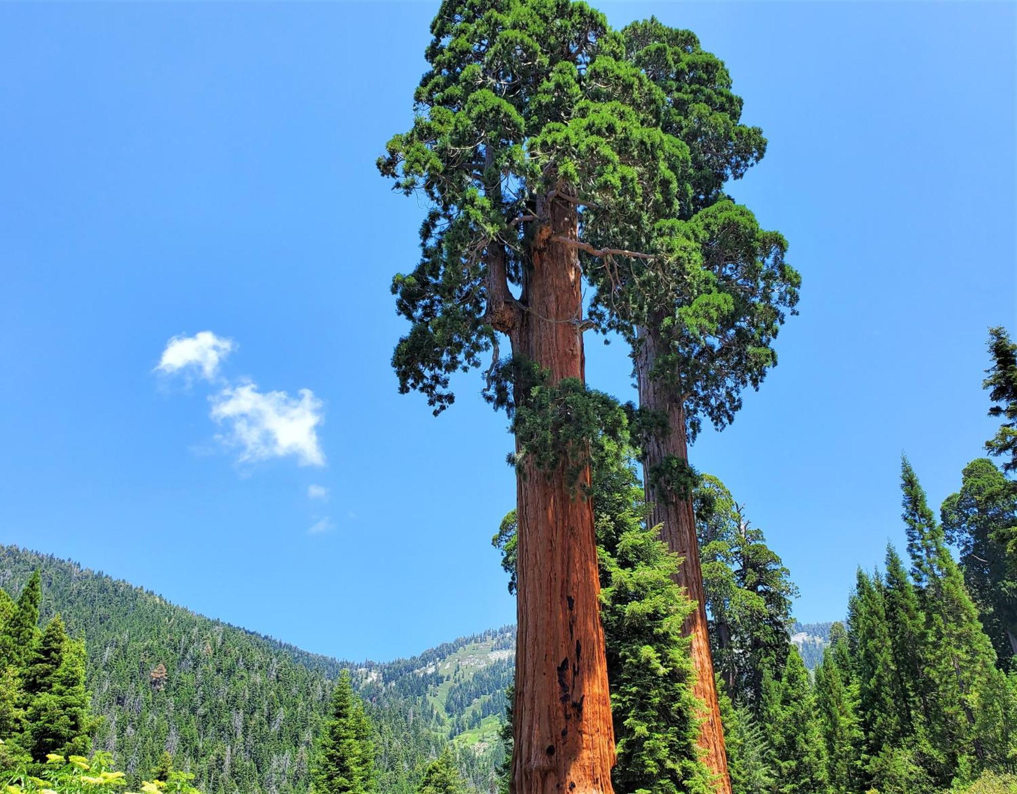 Redwood Retreat, Mountains, Adventure And Nature Ponderosa Exteriör bild